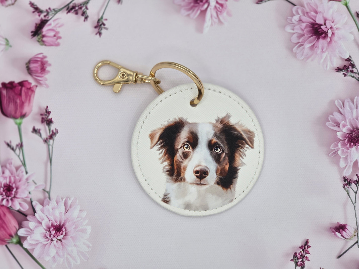 Brown Border Collie