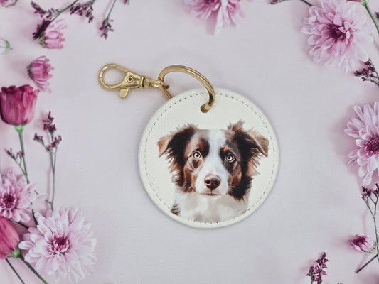 Brown Border Collie