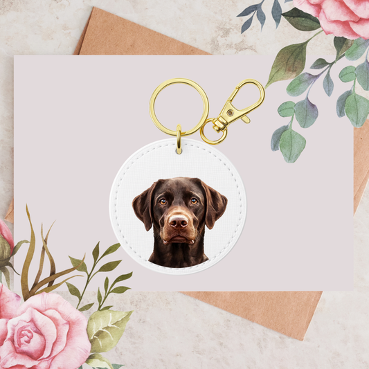 Chocolate Labrador